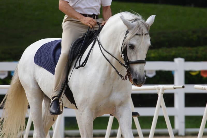 ventajas de invertir en una finca hipica