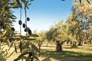 elegir la finca de olivos
