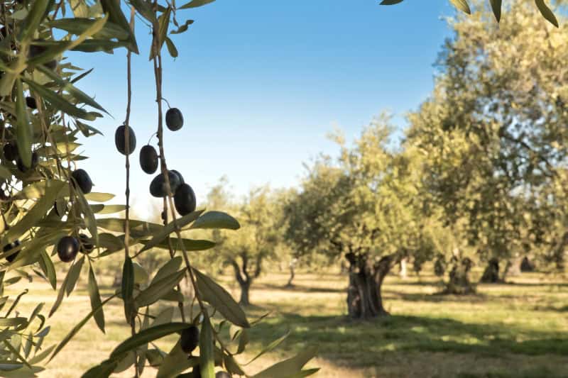elegir la finca de olivos